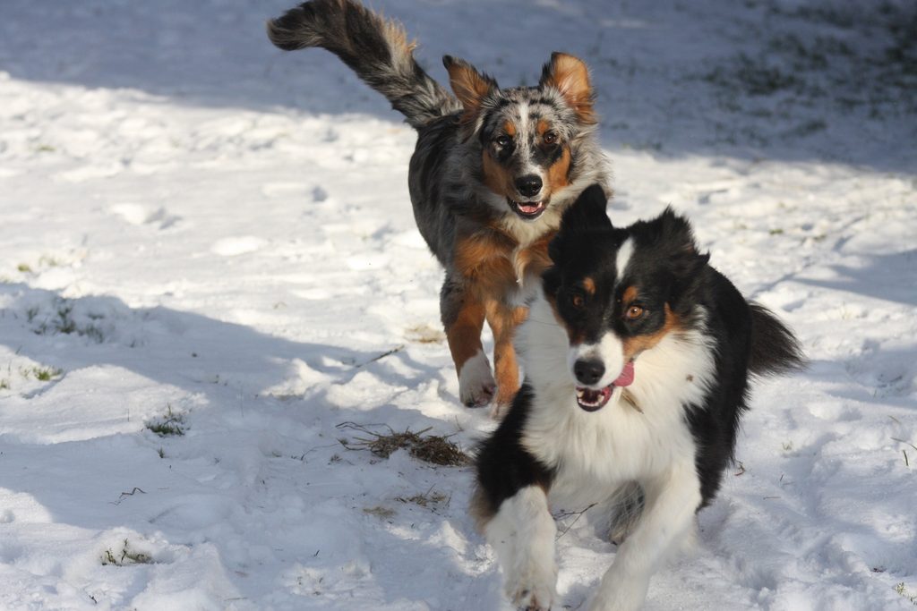 Zwei spielende Hunde im Schnee