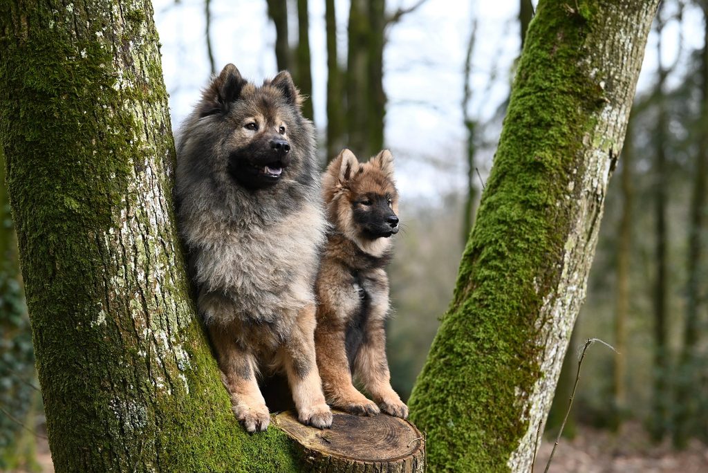 Zwei Hunde sitzen zwischen Bäumen auf einem Baumstamm