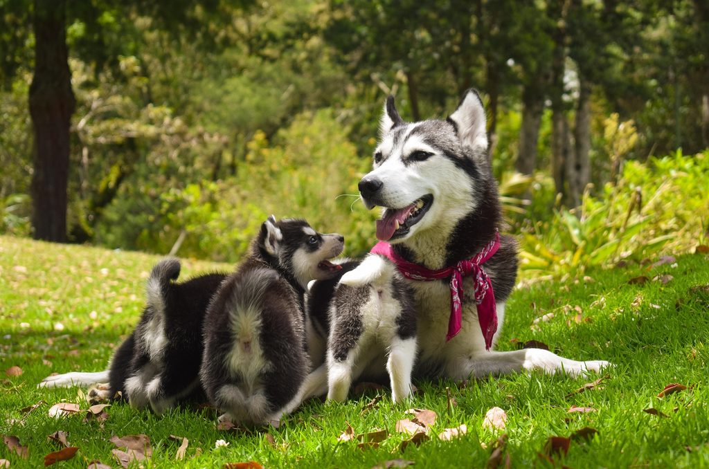 Husky mit zwei Welpen auf einer Wiese